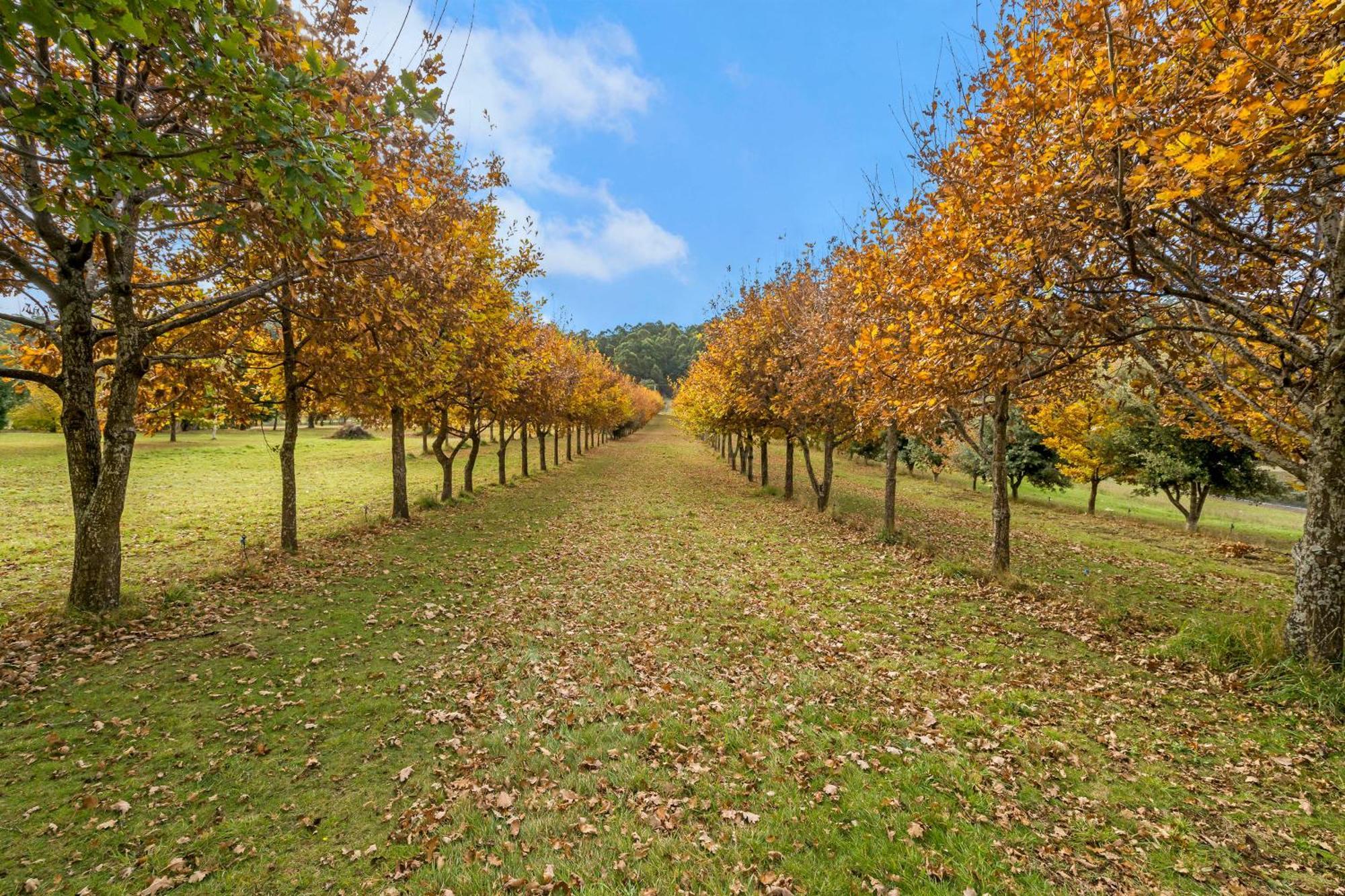 Blackwood Park Cottages Mole Creek Ngoại thất bức ảnh